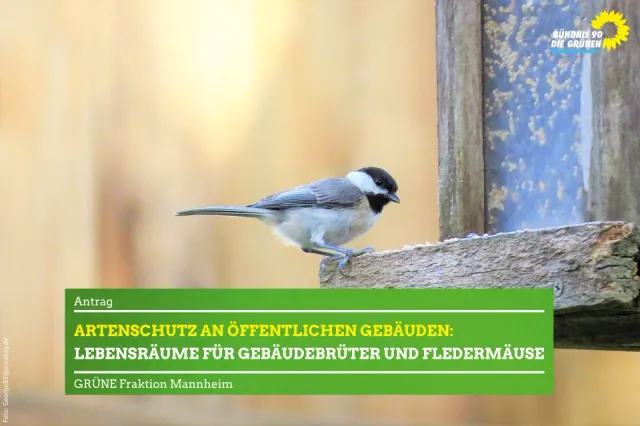 Artenschutz an öffentlichen Gebäuden: Lebensräume für Gebäudebrüter und Fledermäuse