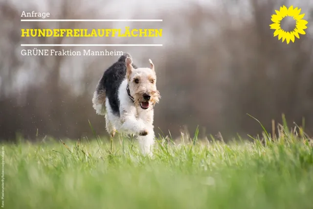 Hundefreilaufflächen