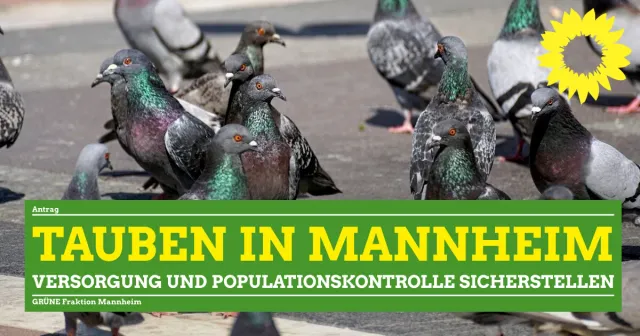 Taubenschläge Augsburger Modell