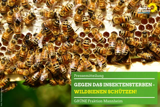 Gegen das Insektensterben – Wildbienen schützen!