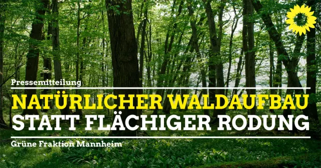 Natürlicher Waldaufbau statt flächiger Rodung