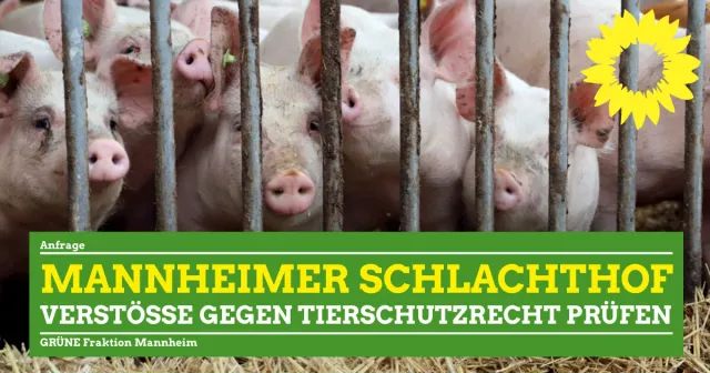 Tierquälerei im Mannheimer Schlachthof?