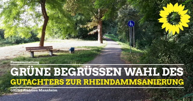 GRÜNE unterstützen Wahl des Gutachters zur Rheindammsanierung