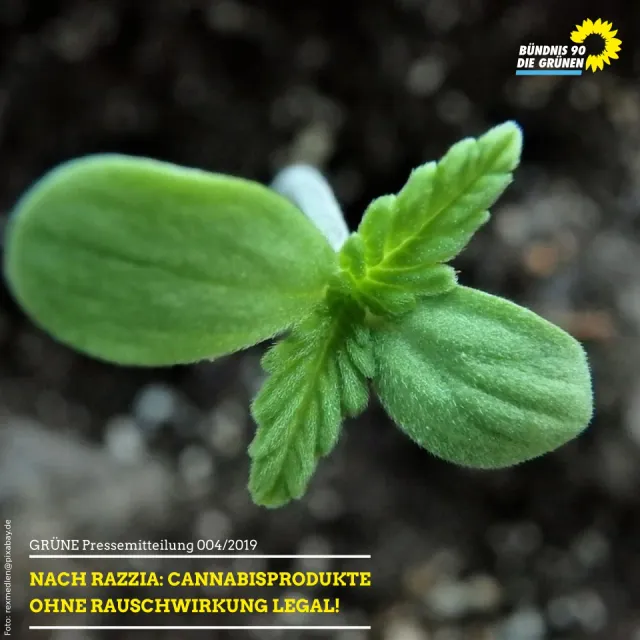 Nach Razzia: Cannabisprodukte ohne Rauschwirkung legal!