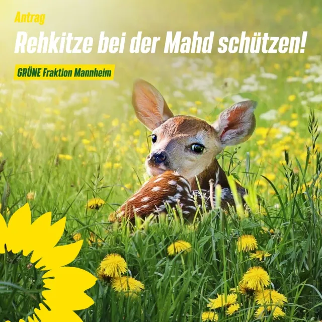 Rehkitze bei der Mahd schützen