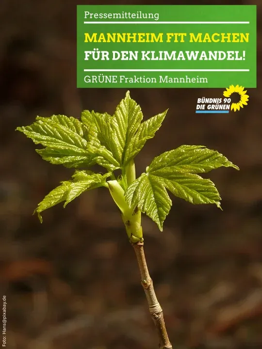 Mannheim fit machen für den Klimawandel