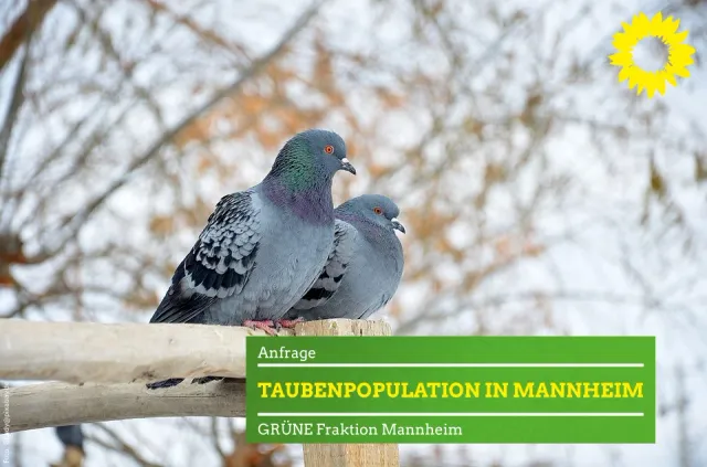 Taubenpopulation in Mannheim